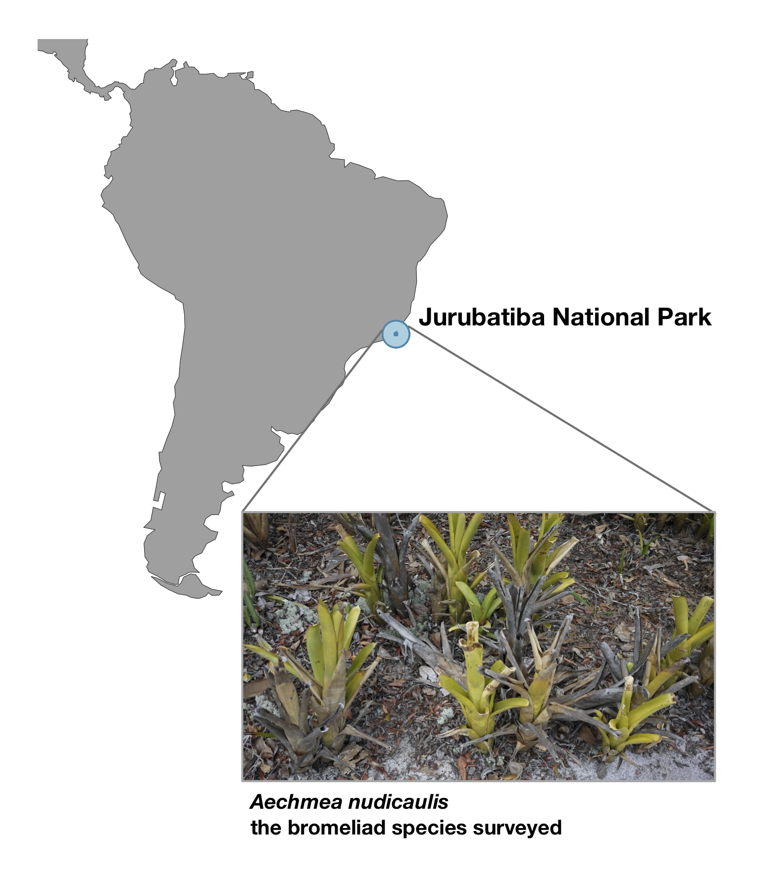 Sampling location in Brazil
